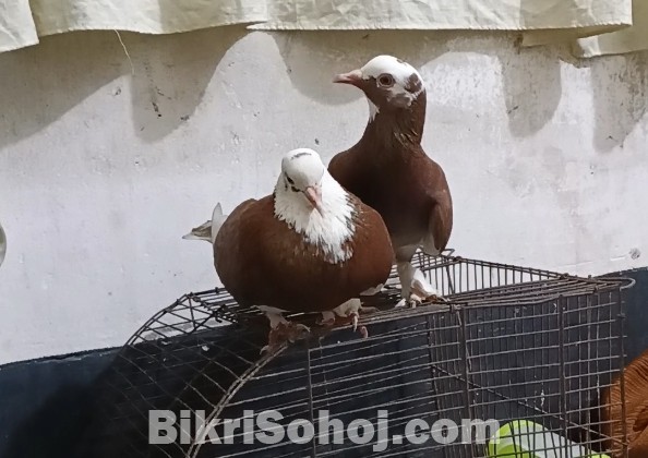 কবুতর